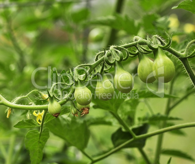 green tomatoes