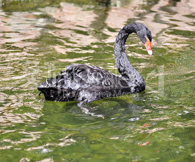 black swan