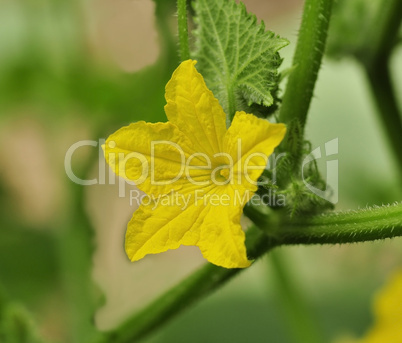 cucumber flowers