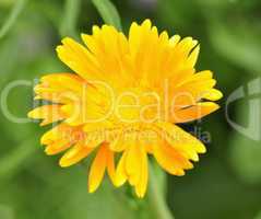 calendula