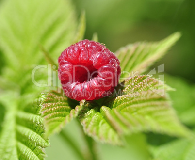 ripe raspberry