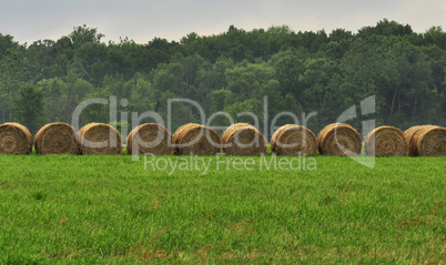 Hay bails in a field