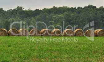 Hay bails in a field