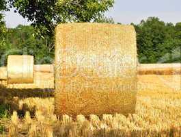 Hay bails in a field