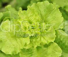 lettuce in a garden