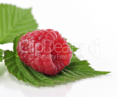 fresh raspberriy