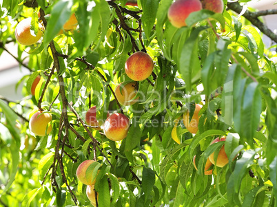 peaches