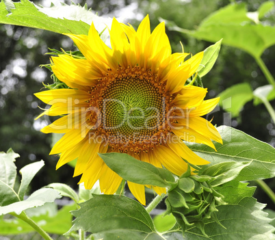 sunflower