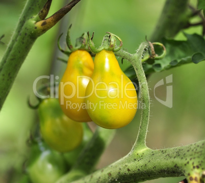 yellow tomatoes