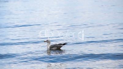 Seagull in the Sea - Swimming