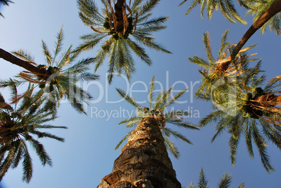 palm and blue sky