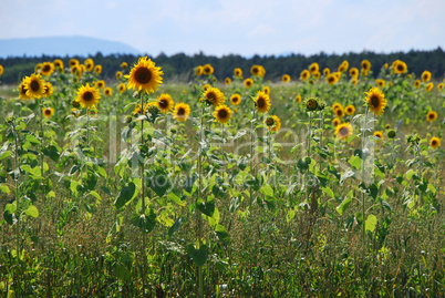 sunflower