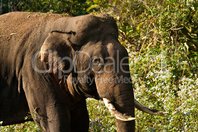 Indischer oder asiatischer Elefant, indian elephant
