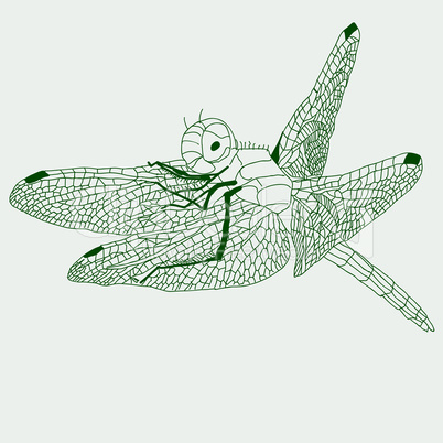 dragonfly  drawing , vector.