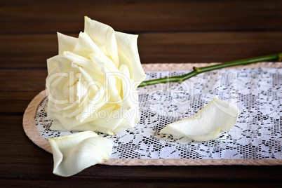 Stilleben mit Rose - Still life with Rose