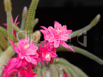 Rat Tail Cactus flowering