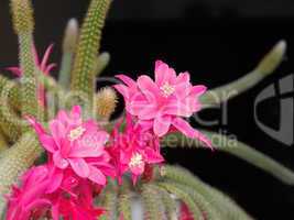 Rat Tail Cactus flowering