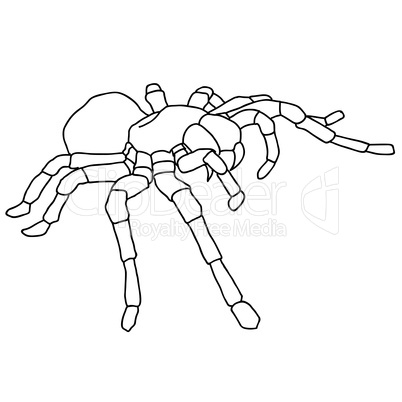 Tattoo spider tarantula on Blom background