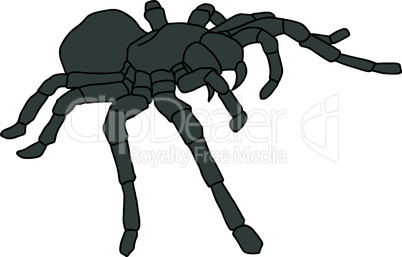 Tattoo of black widow isolated on white background.