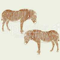 Two zebras. Vector illustration.