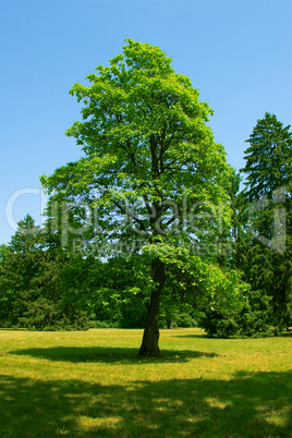 Spring landscape with forrest, tree, green grass and field backg