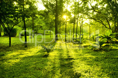 Green trees in park