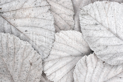 white autumn leaves