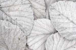 white autumn leaves