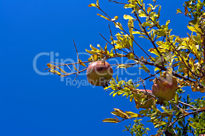 Pomegranate tree against clear blue sky