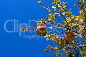 Pomegranate tree against clear blue sky