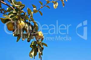 Quince ripening on tree against clear blue sky