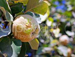 Quince ripening on tree