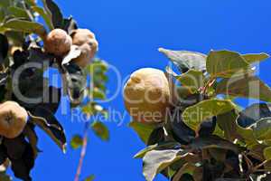 Quince ripening on tree against clear blue sky