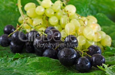 Assortment of grapes on a rustic wooden table