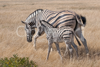 Zebras