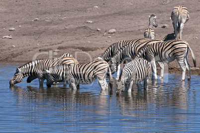 Zebras