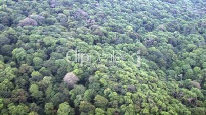 Luftaufnahme von Bergwald