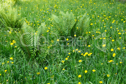 Dandelions and other motley grass