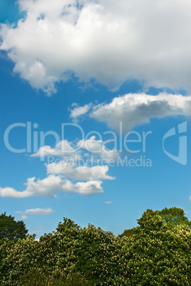 Clouds over chestnut trees