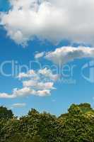 Clouds over chestnut trees