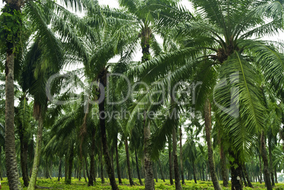 Palm Oil Plantation.