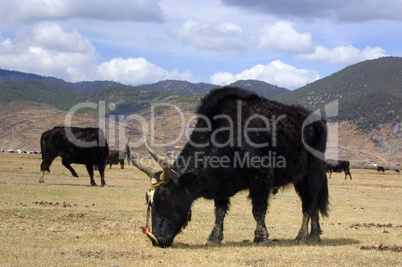 Grazing yaks