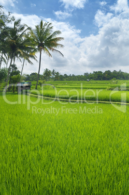 Terrace rice fields