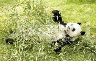 lazy panda