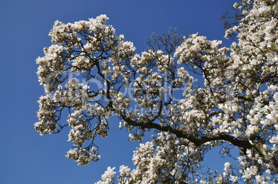 Magnolienblüten