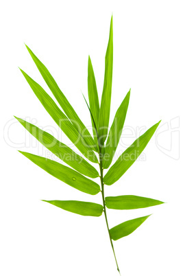 Bamboo leaves