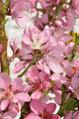 Blüten der Zierkirsche