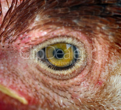 Chicken eye