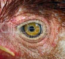 Chicken eye