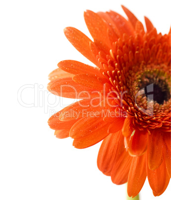 gerber daisy